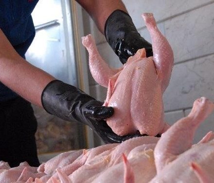 هیچگونه مشکلی در تامین مرغ گرم در بازار کهگیلویه و بویراحمد وجود ندارد/ عرضه مرغ با قیمت ۳۲ هزار تومان