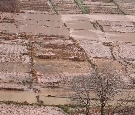 خسارت ۷۰ درصدی مزارع دیم باشت بر اثر خشکسالی