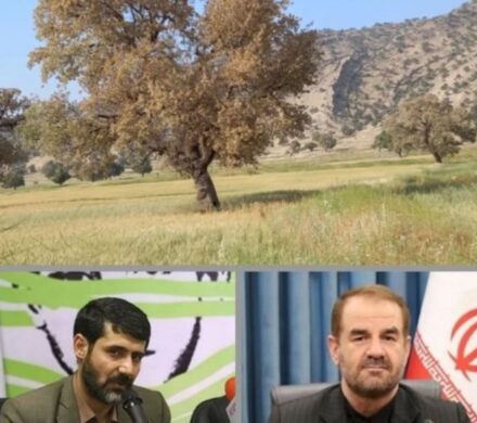 فرزندان سرزمین بلوط،یاریگر دیارتان باشید/حال بلوط ها خوب نیست