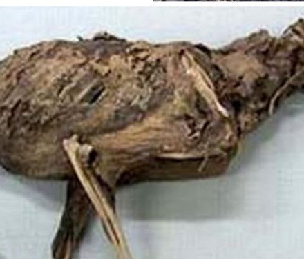 اسکلت موجود عجیب در شهرستان دنا متعلق به چه جانوری است؟+تصویر