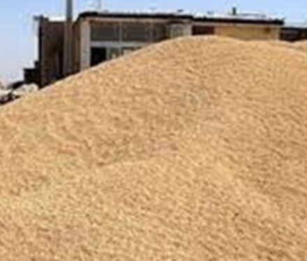 نرخ جدید خرید تضمینی گندم در کهگیلویه اعلام شد
