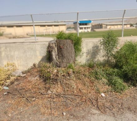تصاویر/قطع درختان کهنسال در ورزشگاه تختی دوگنبدان/شهرداری و محیط زیست آیا برخورد میکنند