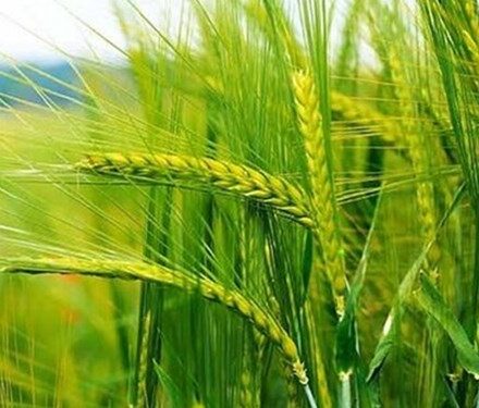 کشت گندم آبی در ۲۵ هزار هکتار اراضی کشاورزی کهگیلویه و بویراحمد