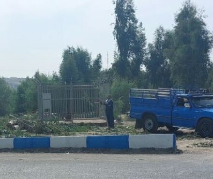 قطع درختان کهنسال در دوگنبدان/شهرداری و محیط زیست در خواب!