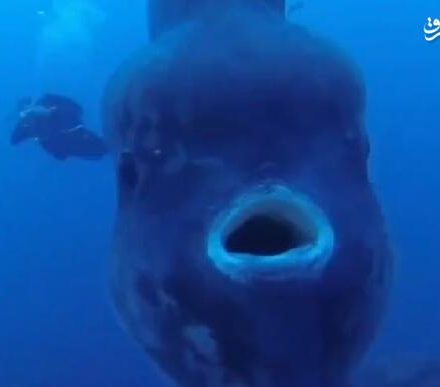 فیلم/ ماهی ۲۳۰۰ کیلویی در اعماق اقیانوس