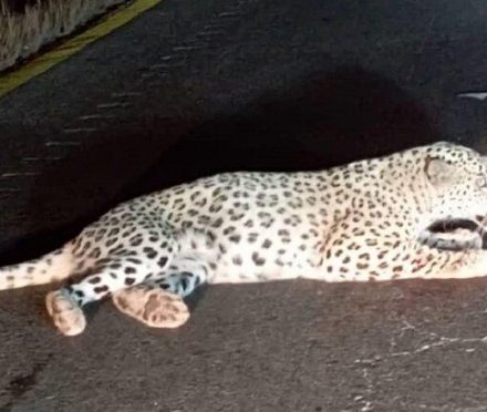 پلنگ مجروح هرمزگان تلف شد