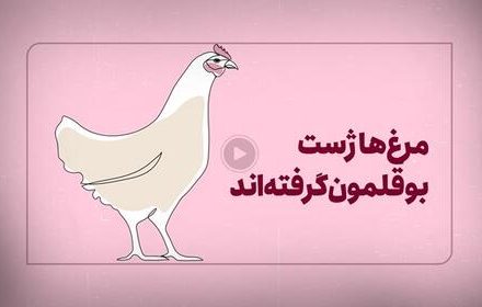 فیلم/ مرغ‌ها ژست بوقلمون گرفته‌اند