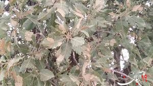 بلوط های باشت ایستاده می میرند+فیلم