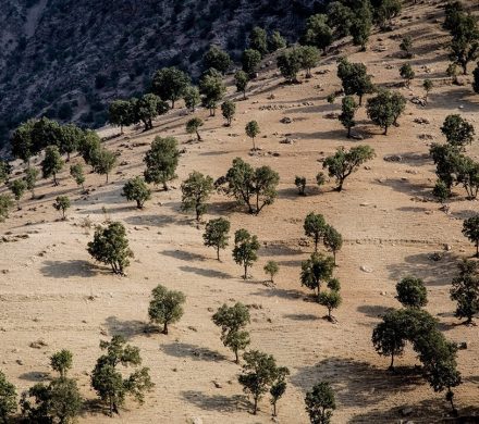 دستگیری عامل قطع درختان بلوط در دامنه های دنا