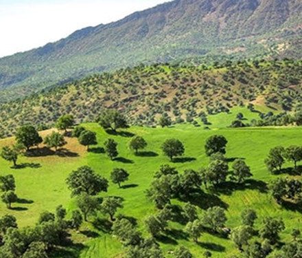 تلاش‌های بی‌امان معلم طبیعت ایران برای احیاء درختان بلوط/ بیش از یک میلیون درخت کاشته شد