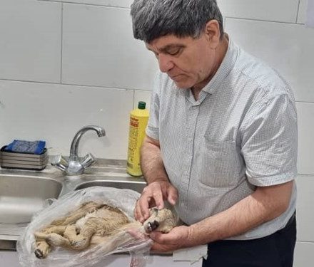 ماجرای شکارچیان سنگدل در دهدشت/ بیرحمی نسبت به ۳ حیوان ۱۴ روزه+ عکس