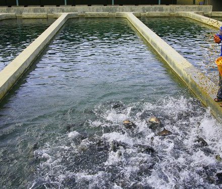 کهگیلویه و بویراحمد سومین کننده ماهی کشور/ زنجیره کامل تولید ماهی ایجاد می‌شود