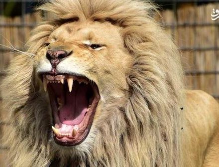 فیلم/ بازی بازی با دهن شیر هم بازی!