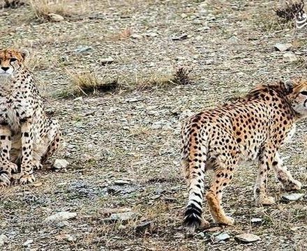 فیلم/ لاستیکسوزی برای حفاظت از یوزها