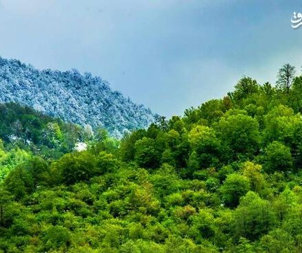 فیلم/ یک دقیقه صدای جنگل هیرکانی را بشنوید