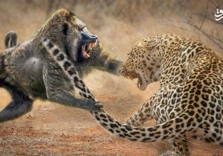 فیلم/ جدال پلنگ و گله‌ی بابون‌ها!