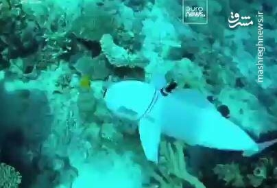 فیلم/ پای ماهی رباتیک به دریا باز شد