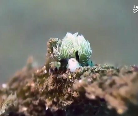 فیلم/تا به حال گوسفند دریایی دیده‌اید؟