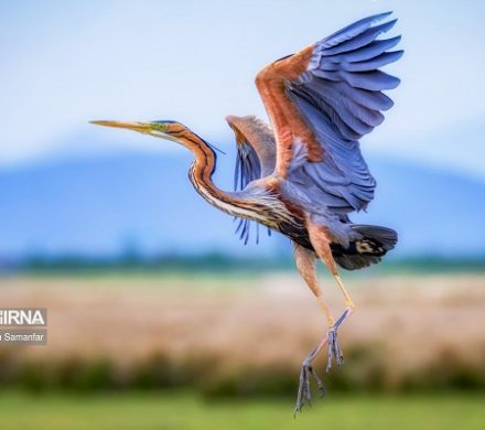 تصاویر: دنیای پرندگان
