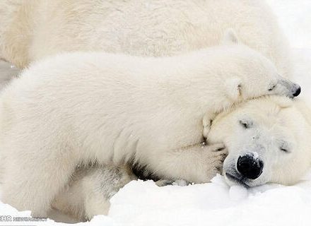 تصاویری زیبا از علاقه توله خرس قطبی به مادرش