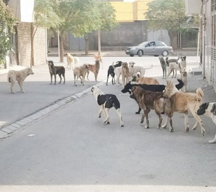 ۱۳ هزار سگ صاحب‌دار در کهگیلویه و بویر احمد واکسینه شدند