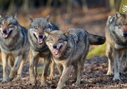 فیلم/ لحظه حمله ۳ گرگ به گله گاوها در ارتفاعات کردستان