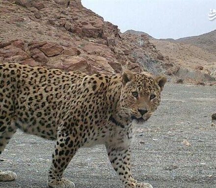 فیلم/ پلنگ زیبای لرستان