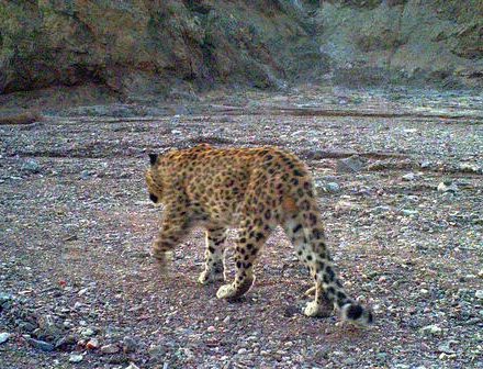 فیلم/مشاهده پلنگ در توران شاهرود