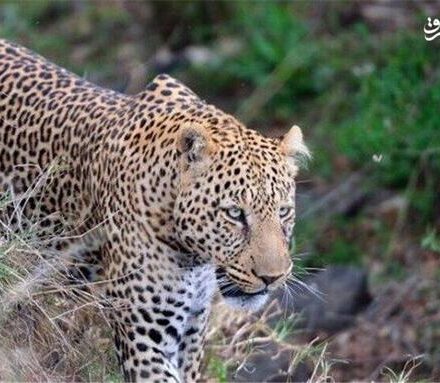 فیلم/ گشتوگذار پلنگ ایرانی در “میانه” آذربایجان شرقی