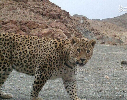 تصویری از پلنگ و ۳ تولهاش در پارک ملی گلستان