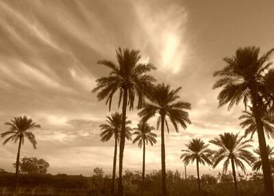 یک نخل عجیب در سیستان و بلوچستان همه را حیرتزده کرد