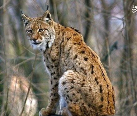 فیلم/ زنده‌گیری یک قلاده سیاهگوش در روستای سربندان دماوند