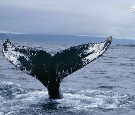 فیلم/ دیدهشدن نهنگ گوژپشت کمیاب در دریای کیش