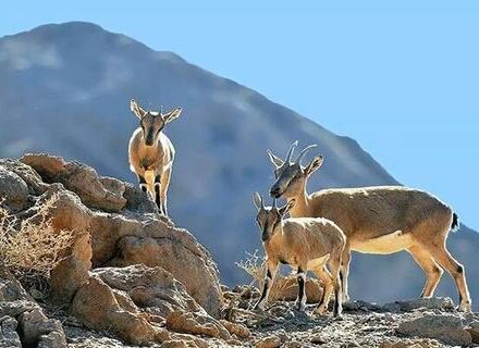 ثبت لحظات زیبایی از حیات وحش در سوادکوه