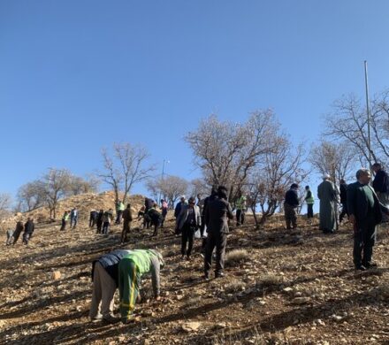 آغاز بذرکاری در سطح ۳۰ هکتار از پارک جنگلی یاسوج