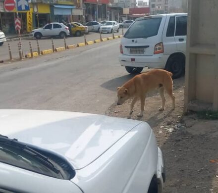 شهر دوگنبدان جولانگاه سگ های بلاصاحب