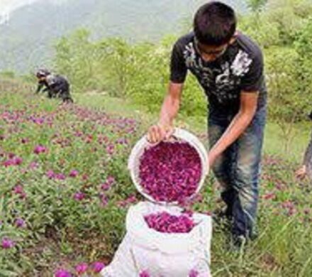 کشت گیاهان دارویی در ۱۷۰۰ هکتار از اراضی کهگیلویه و بویراحمد