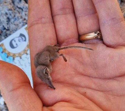 شایعه تا واقعیت؛ثبت کوچکترین پستاندار دنیا در کهگیلویه و بویراحمد