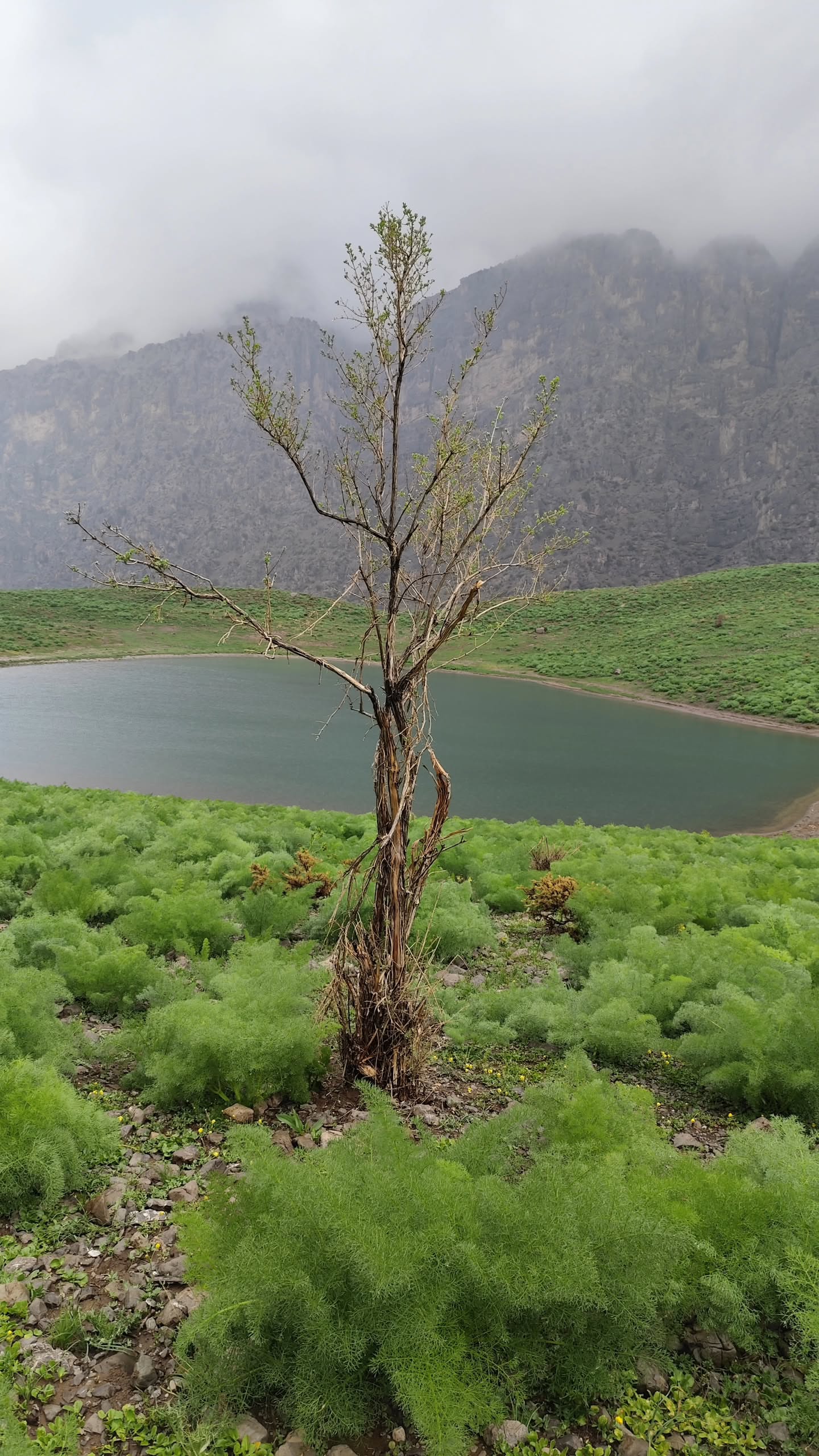 کوه گل سی سخت