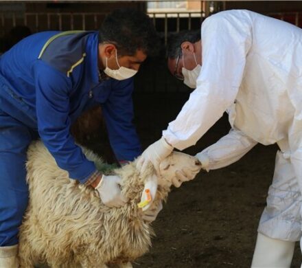 واکسیناسیون بیش از یک میلیون و ۶۰۰ راس دام علیه تب برفکی در کهگیلویه و بویراحمد