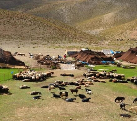 توزیع ۱۰۰ تن جو دولتی بین عشایر شهرستان‌های دنا و مارگون