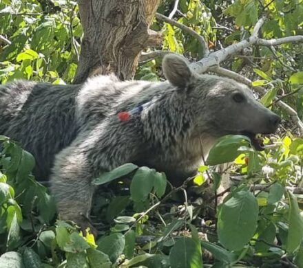 نجات خرس قهوه‌ای منطقه حفاظت‌شده دنا از تله