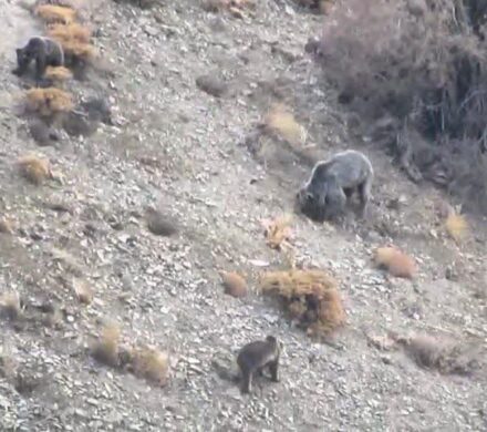 مشاهده خانواده خرس قهوهای در دنا + ویدئو