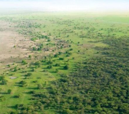 چین آن‌قدر درخت کاشته که نقشه توزیع آب کشور دگرگون شده است