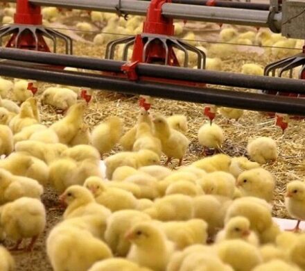 شکستن رکورد جوجه‌ریزی در کهگیلویه و بویراحمد