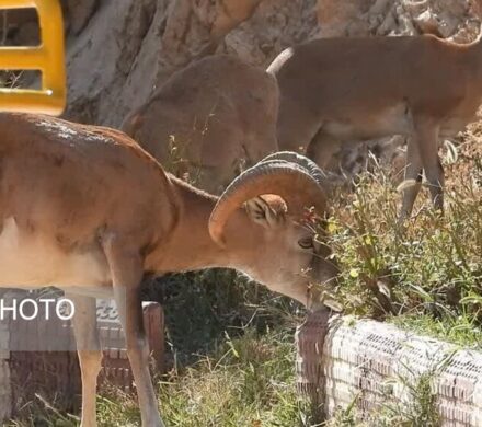 در صورت مشاهده حیوانات آسیب‌دیده به آنها نزدیک نشوید
