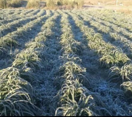 دمای هوای یاسوج به ۱۰.۵ درجه زیر صفر رسید