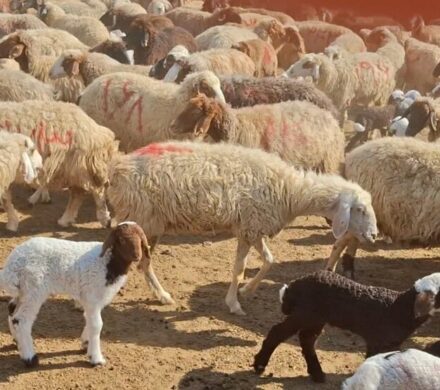 آغاز فاز زمستانه واکسیناسیون تب برفکی در کهگیلویه و بویراحمد